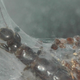 Illustration for article titled These Webspinning Insects May Look Like Spiders' Prey—But They're Not